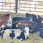 Casa Larrosa Rural En Sierra De Guara Дом отдыха Sieso de Huesca